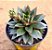 Echeveria love rain - Imagem 1