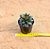 Echeveria love rain - Imagem 4