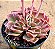 Echeveria mohican - Imagem 2