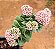 Crassula springtime - Imagem 6