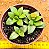 Crassula springtime - Imagem 1