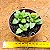 Crassula springtime - Imagem 3