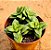 Crassula springtime - Imagem 1