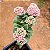 Crassula springtime - Imagem 5
