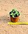 Crassula springtime - Imagem 2