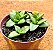 Crassula springtime - Imagem 2