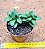 Crassula springtime - Imagem 3