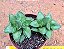 Crassula springtime - Imagem 1