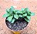 Crassula springtime - Imagem 2