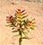 Crassula ovata minor jade - Imagem 2