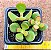 Crassula ovata minor jade - Imagem 2