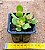 Crassula ovata minor jade - Imagem 4