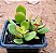 Crassula ovata minor jade - Imagem 3