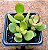 Crassula ovata minor jade - Imagem 1