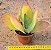 Kalanchoe thyrsiflora - Suculenta "orelha-de-elefante" - Imagem 3