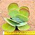 Kalanchoe thyrsiflora - Suculenta "orelha-de-elefante" - Imagem 2