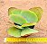 Kalanchoe thyrsiflora - Suculenta "orelha-de-elefante" - Imagem 3