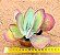 Kalanchoe thyrsiflora - Suculenta "orelha-de-elefante" - Imagem 4