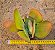 Kalanchoe thyrsiflora - Suculenta "orelha-de-elefante" - Imagem 1