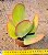 Kalanchoe thyrsiflora - Suculenta "orelha-de-elefante" - Imagem 2