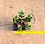 Crassula benjamin - Imagem 2