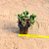 Crassula benjamin - Imagem 3