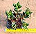 Crassula benjamin - Imagem 1