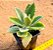 Kalanchoe millotii - Imagem 3