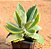 Kalanchoe millotii - Imagem 2