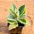 Kalanchoe millotii - Imagem 1