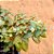 Crassula volkensii - Imagem 2