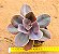 Echeveria Decora - não variegata - Imagem 1