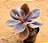 Echeveria Decora - não variegata - Imagem 2