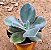 Echeveria Decora - não variegata - Imagem 2