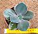 Echeveria Decora - não variegata - Imagem 1