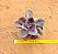 Echeveria Decora - não variegata - Imagem 3