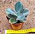 Echeveria Decora - não variegata - Imagem 3