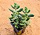Crassula Rogersii - Imagem 1