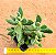 Crassula Rogersii - Imagem 2