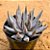 Echeveria unguiculata - Imagem 1