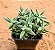 Crassula mesembryanthemoides - Imagem 1