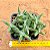 Crassula mesembryanthemoides - Imagem 2