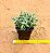 Crassula mesembryanthemoides - Imagem 3