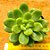 Sedum shangrila - Imagem 1