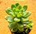 Sedum shangrila - Imagem 2