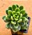 Sedum shangrila - Imagem 4