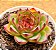 Echeveria moonstone - Imagem 1
