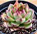 Echeveria moonstone - Imagem 1