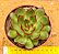 Echeveria puli lindsayana - Imagem 1