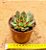 Echeveria puli lindsayana - Imagem 3